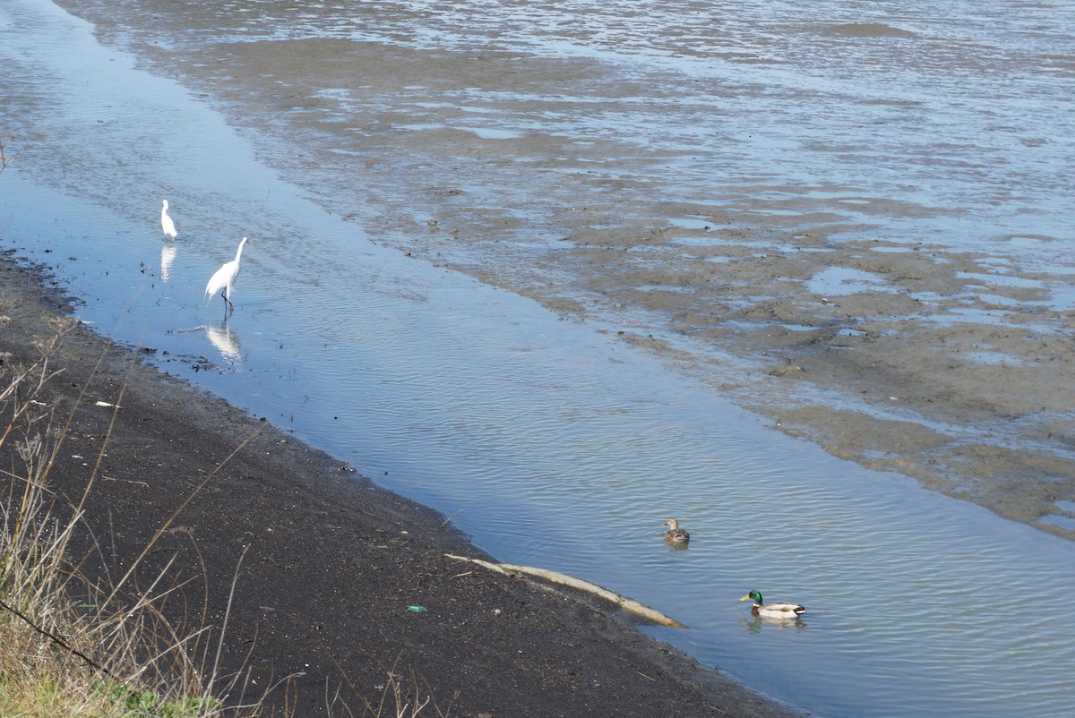 Great Egret - ML646727815