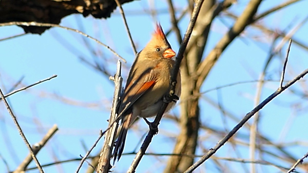 Northern Cardinal - ML646727816