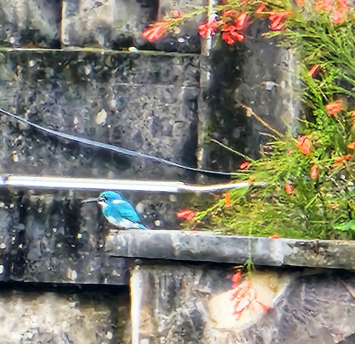 Small Blue Kingfisher - ML646727817