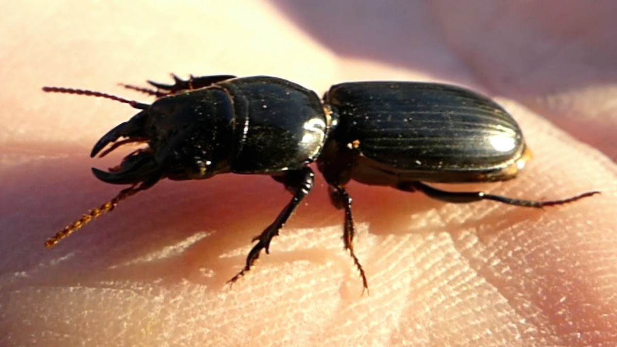 Big-headed Ground Beetle - ML646727821