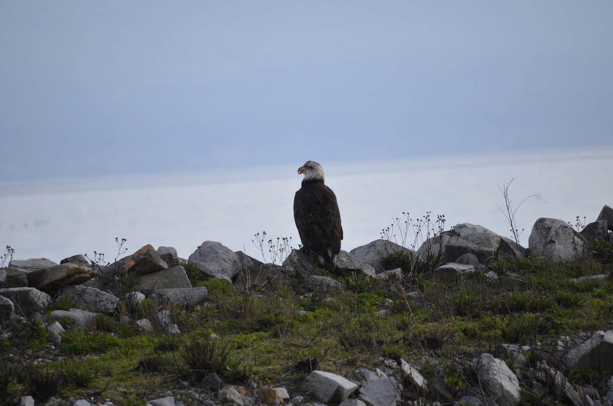 Bald Eagle - ML646727823