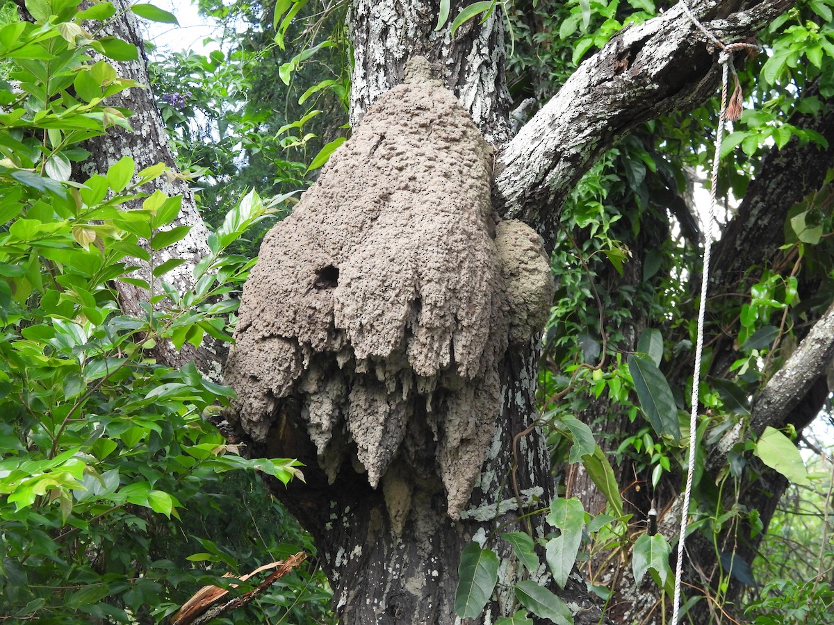 maskaraisfugl - ML646727824