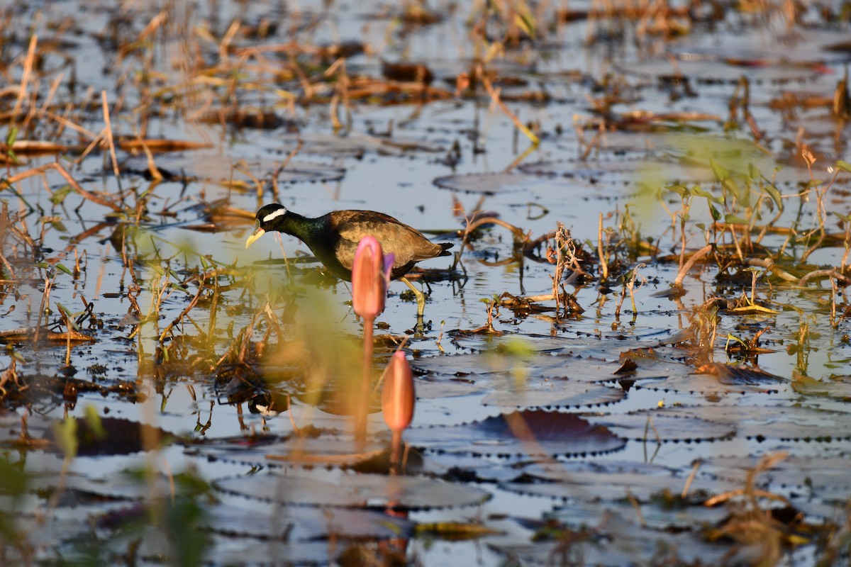 Bronze-winged Jacana - ML646727828