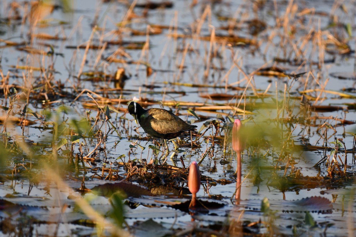 Bronze-winged Jacana - ML646727829