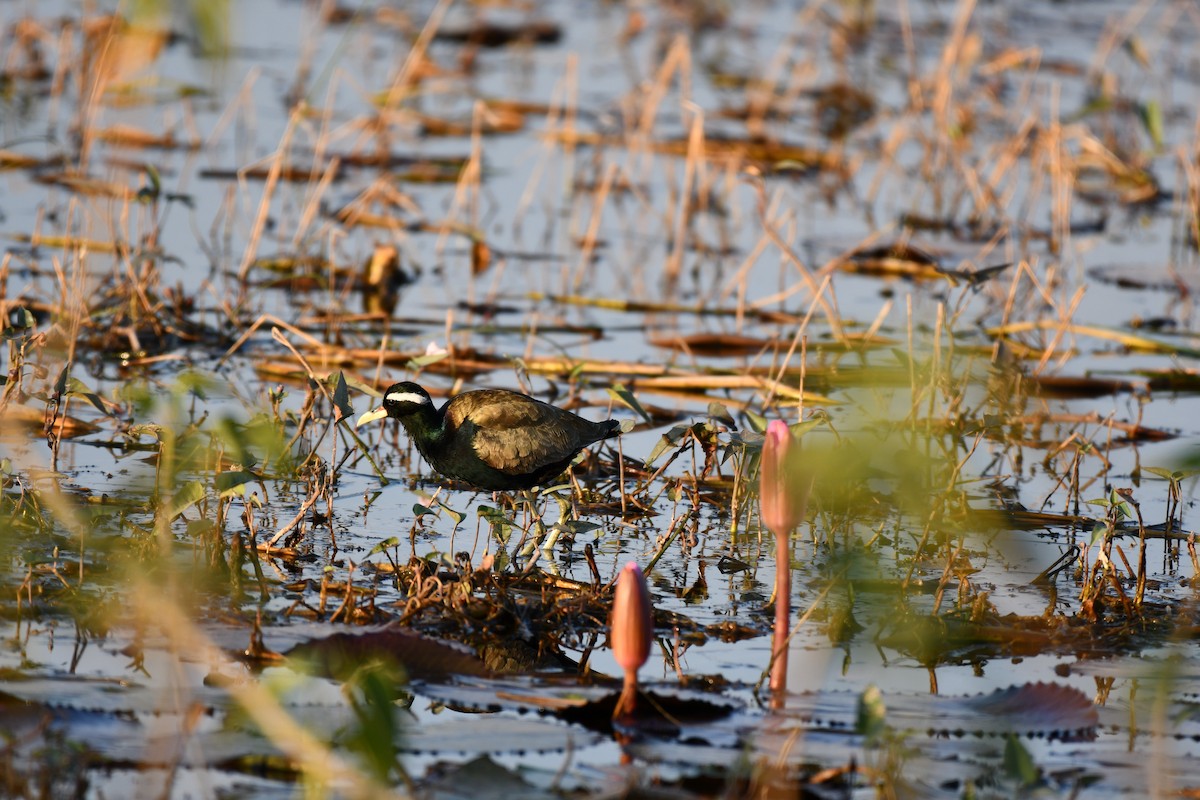Bronze-winged Jacana - ML646727830