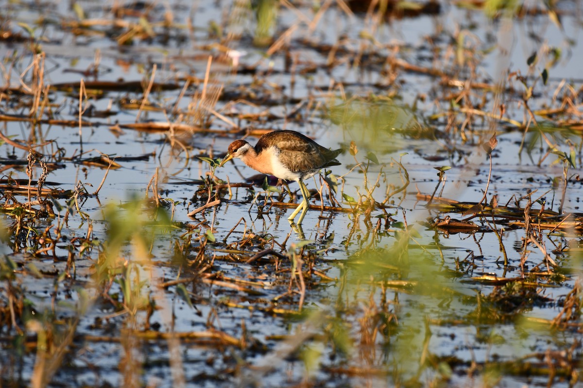 Bronze-winged Jacana - ML646727831