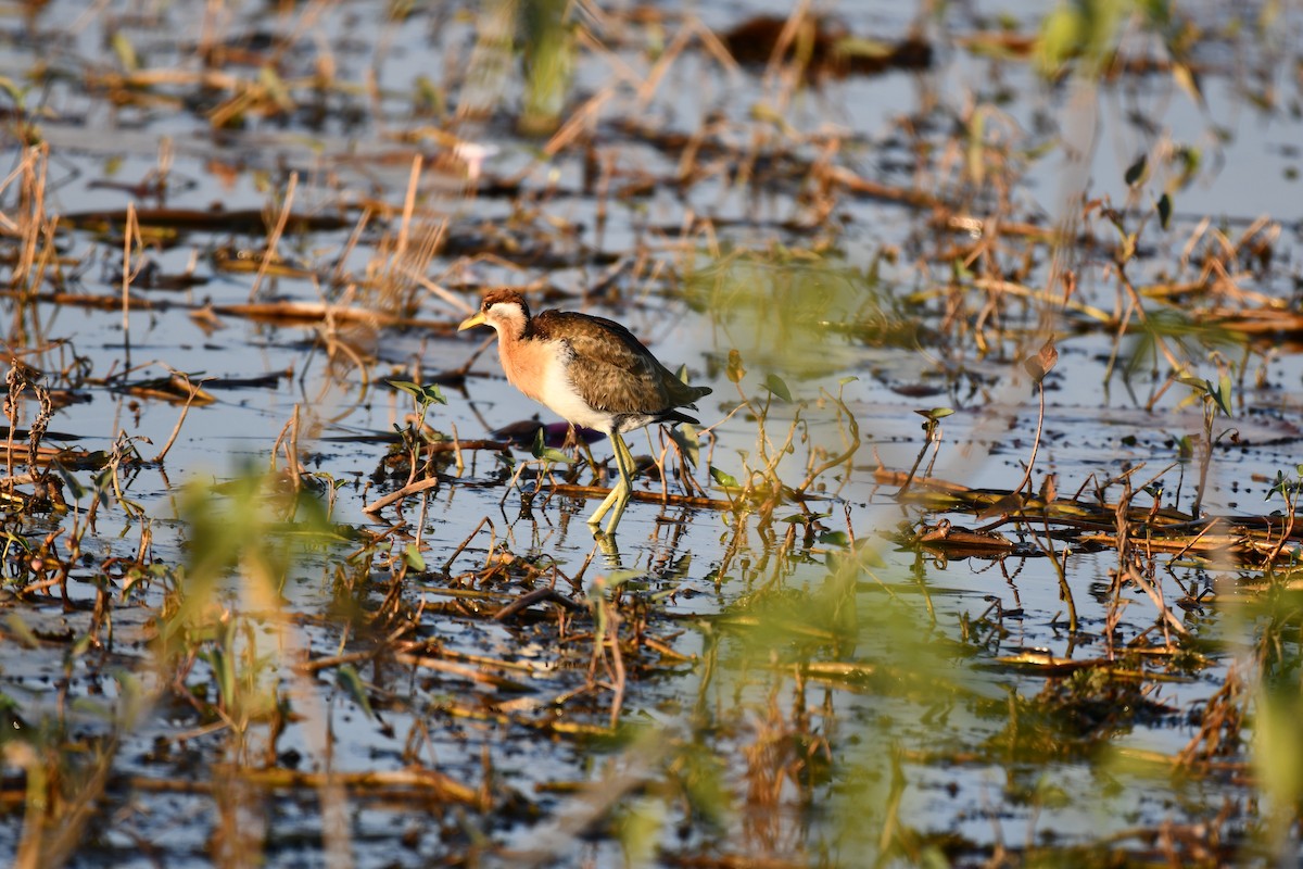 Bronze-winged Jacana - ML646727832