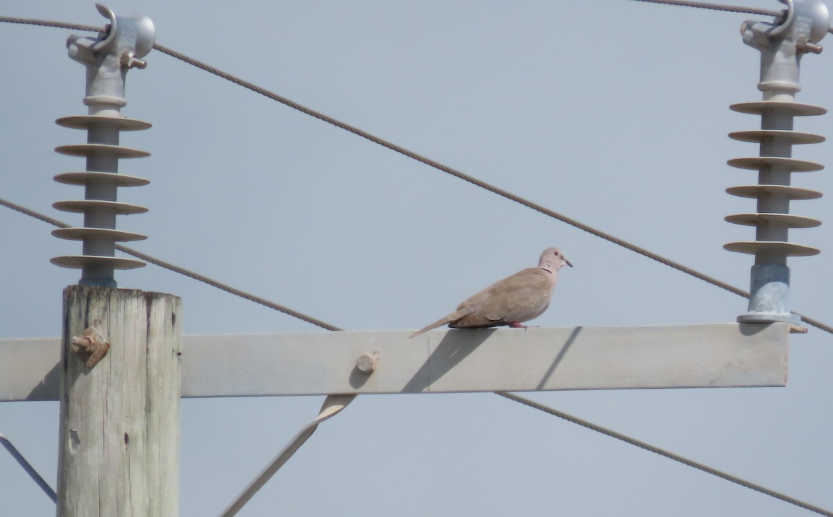 シラコバト - ML646727835