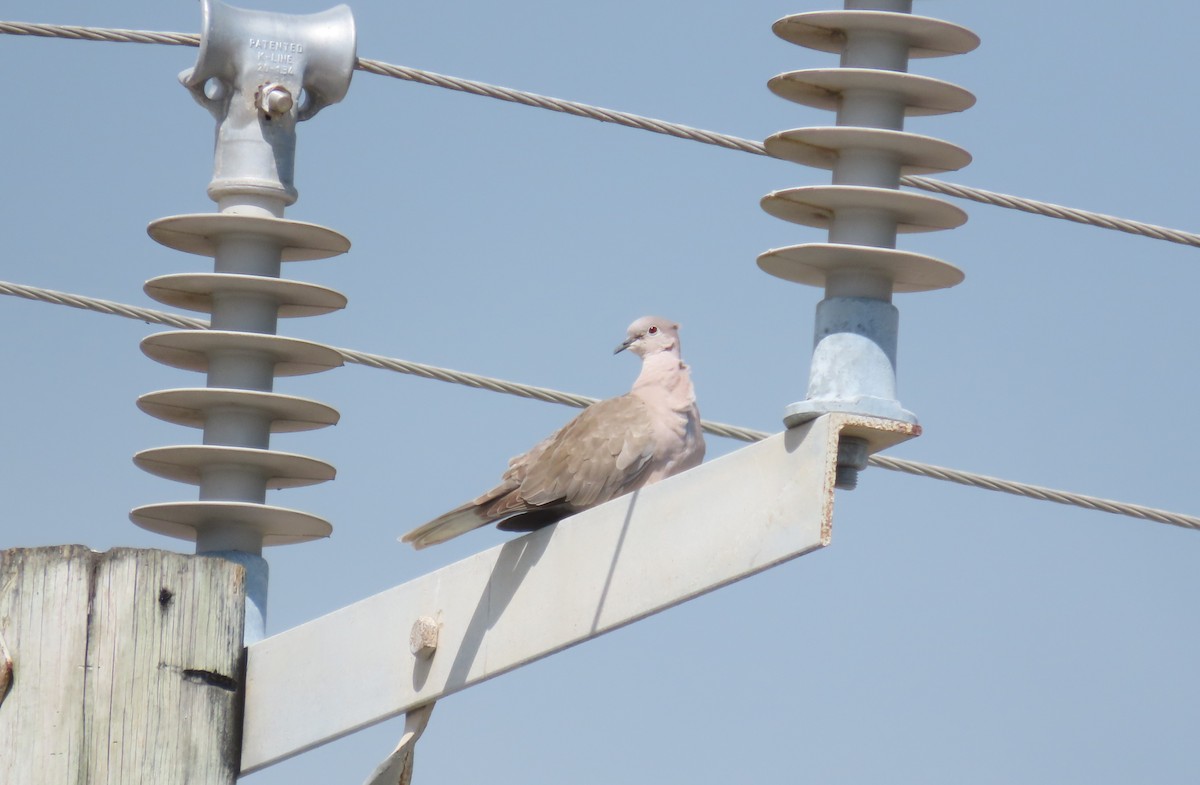 シラコバト - ML646727836