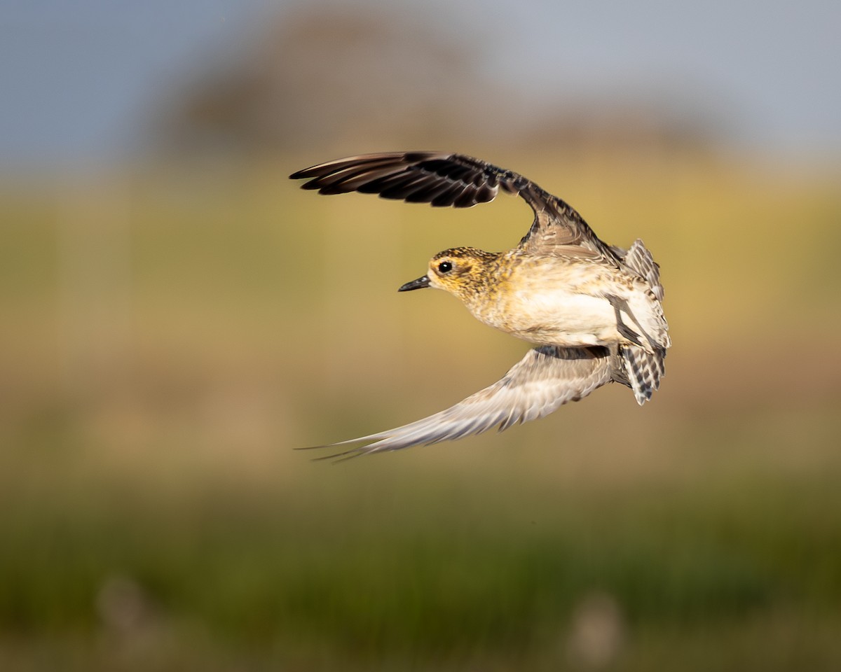 Pacific Golden-Plover - ML646727838
