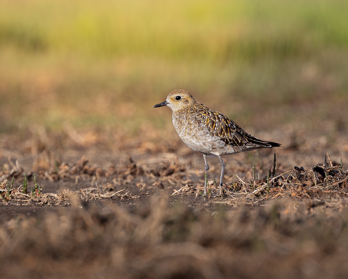 Pacific Golden-Plover - ML646727839