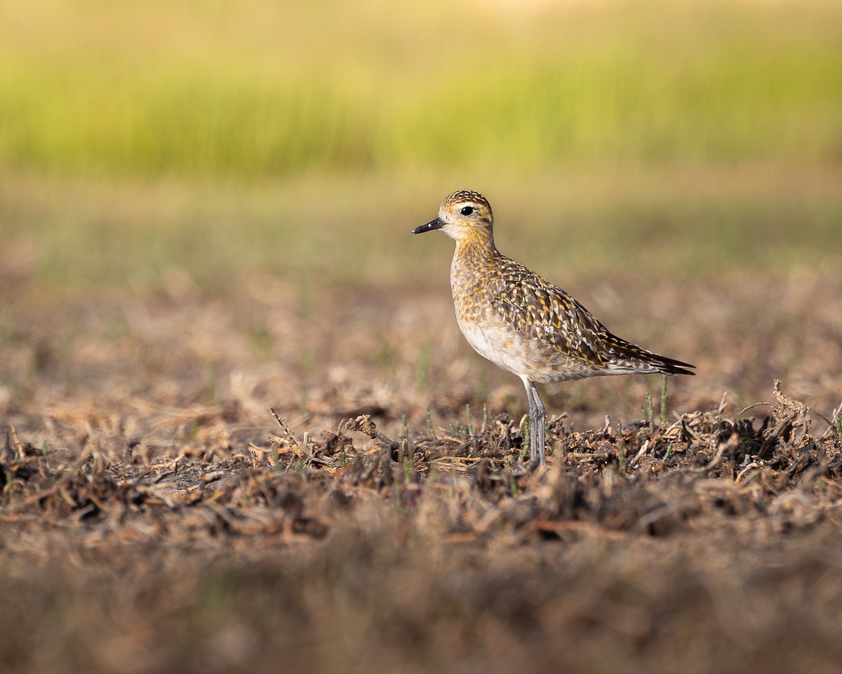 Pacific Golden-Plover - ML646727840