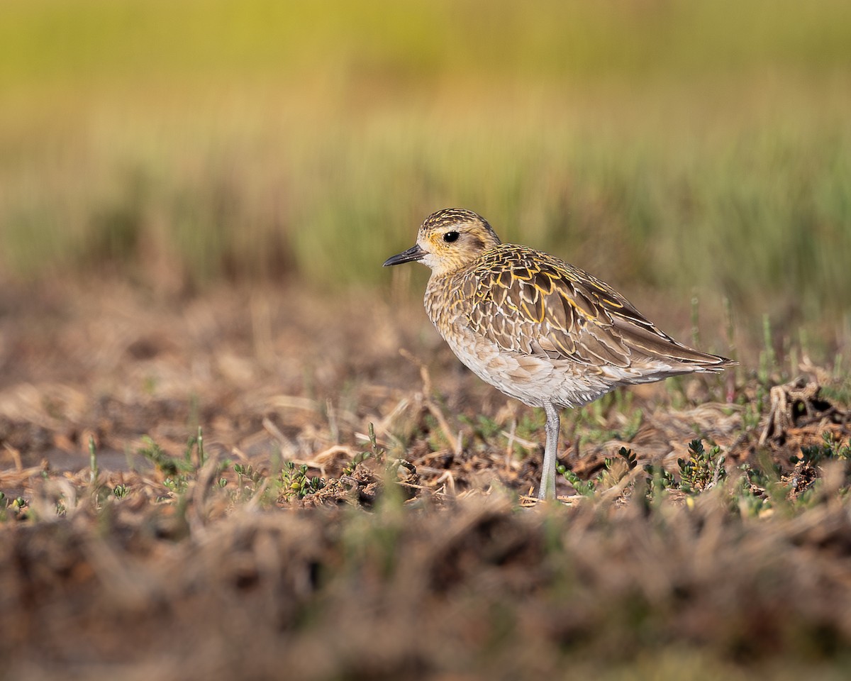 Pacific Golden-Plover - ML646727841