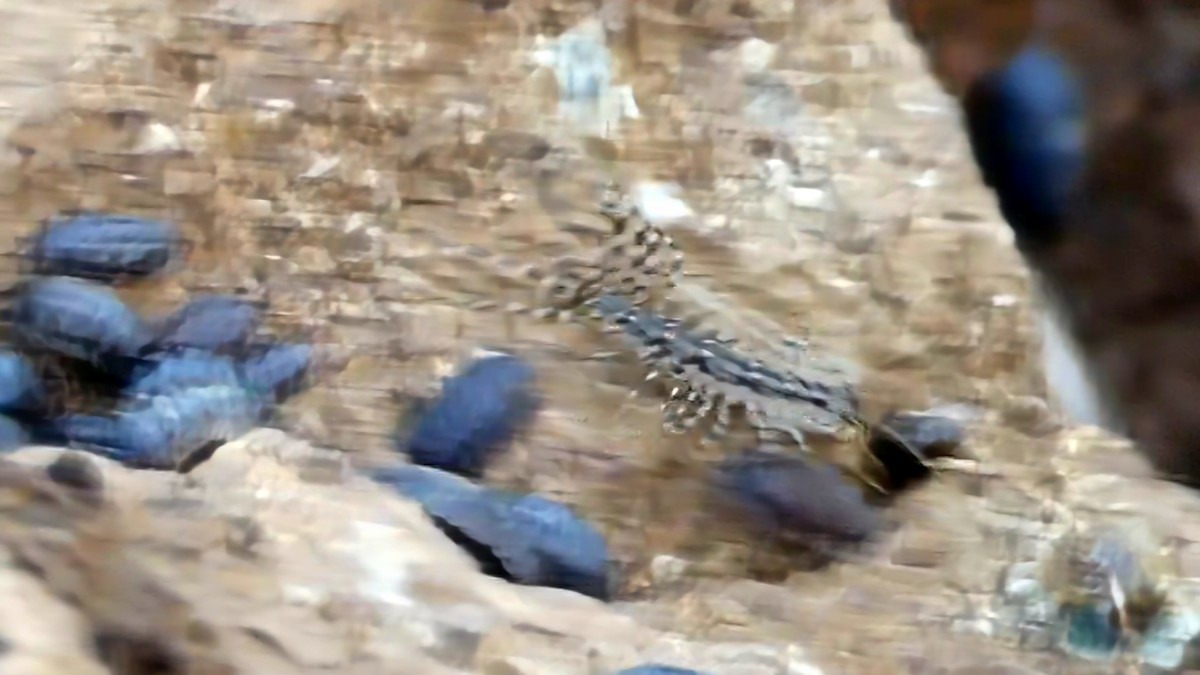 Scutigera comune - ML646727842