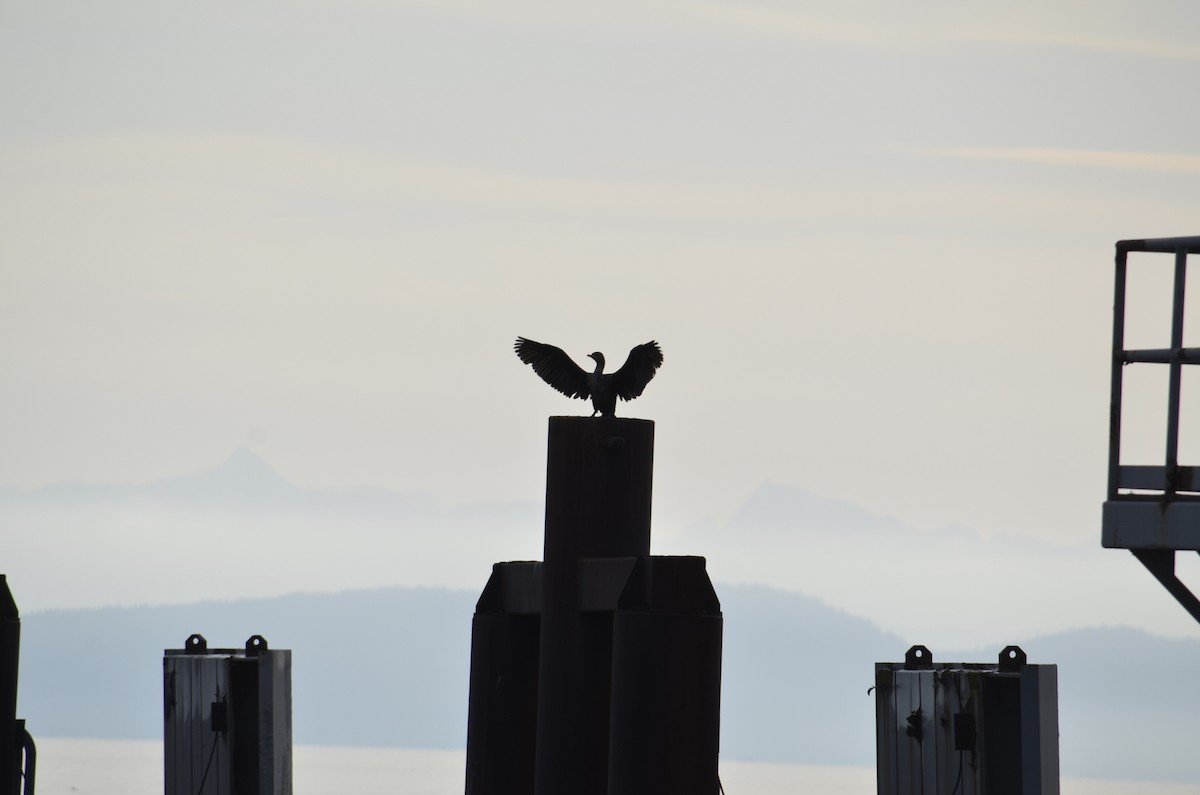 Double-crested Cormorant - ML646727843