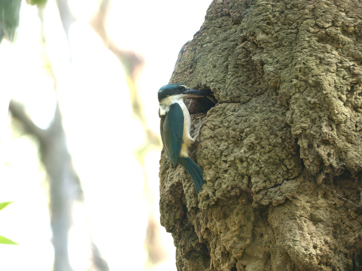 maskaraisfugl (sanctus) - ML646727844