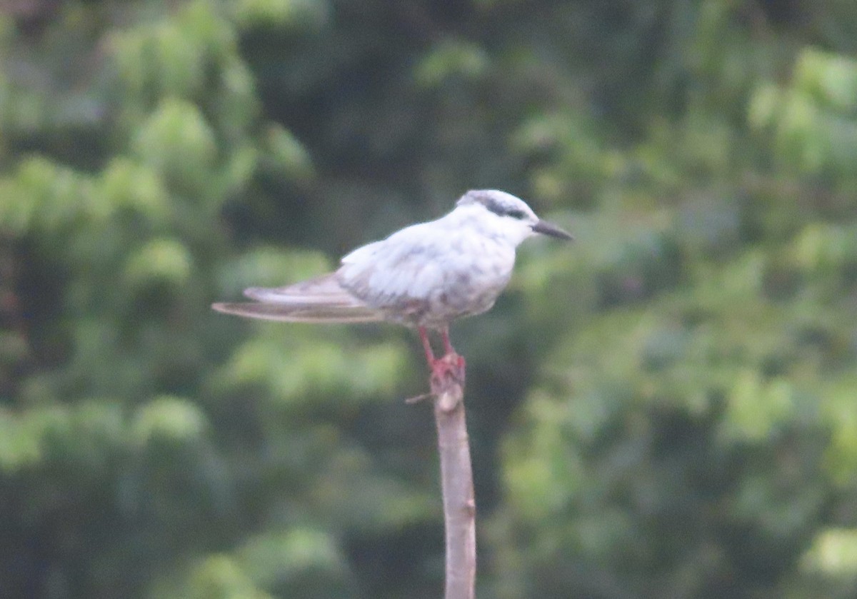 Bıyıklı Sumru - ML646727847