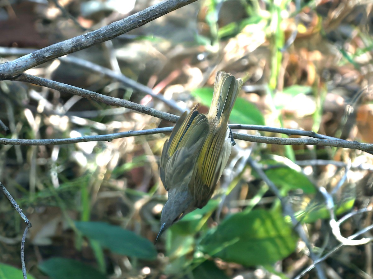 Braunhonigfresser - ML646727848