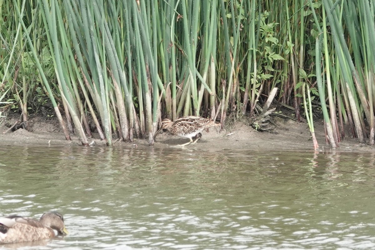 Agachadiza Común - ML646727854