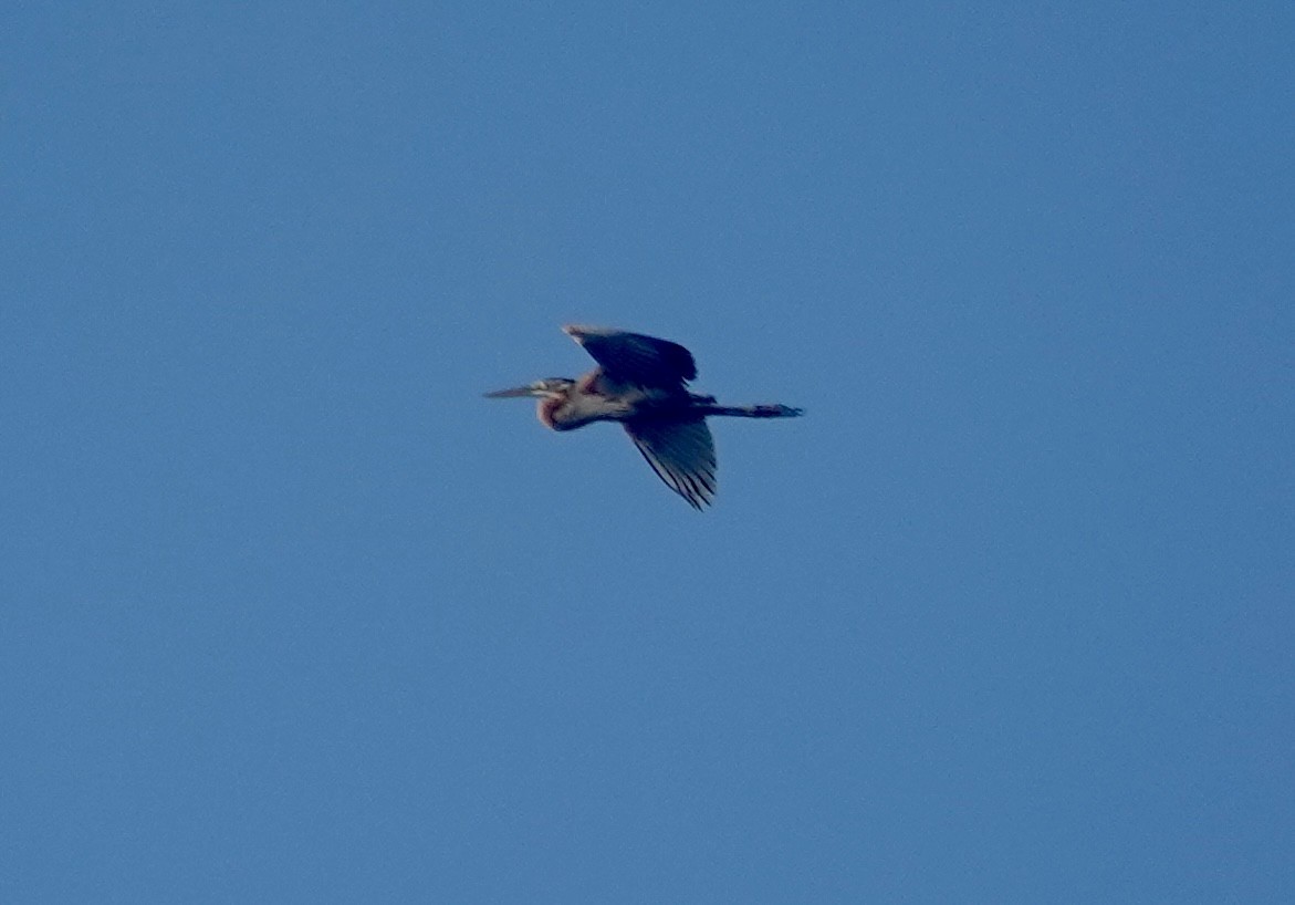 Erguvani Balıkçıl - ML646727868