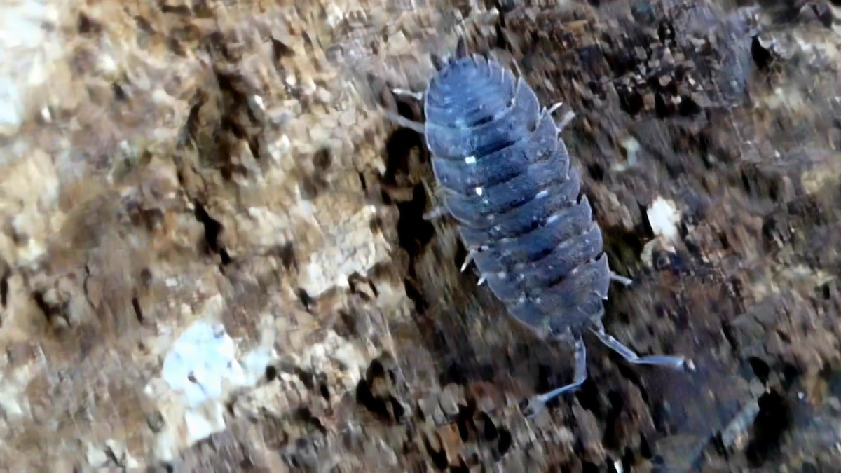 European woodlouse - ML646727869