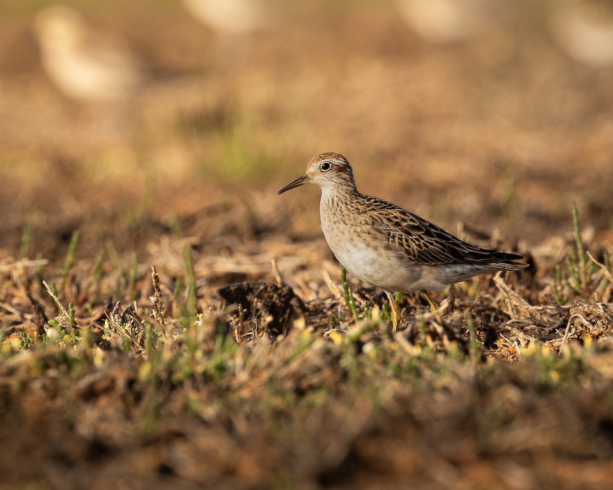 Sharp-tailed Sandpiper - ML646727870