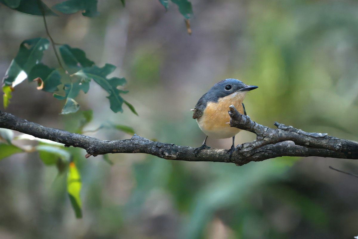 Leaden Flycatcher - ML646727871
