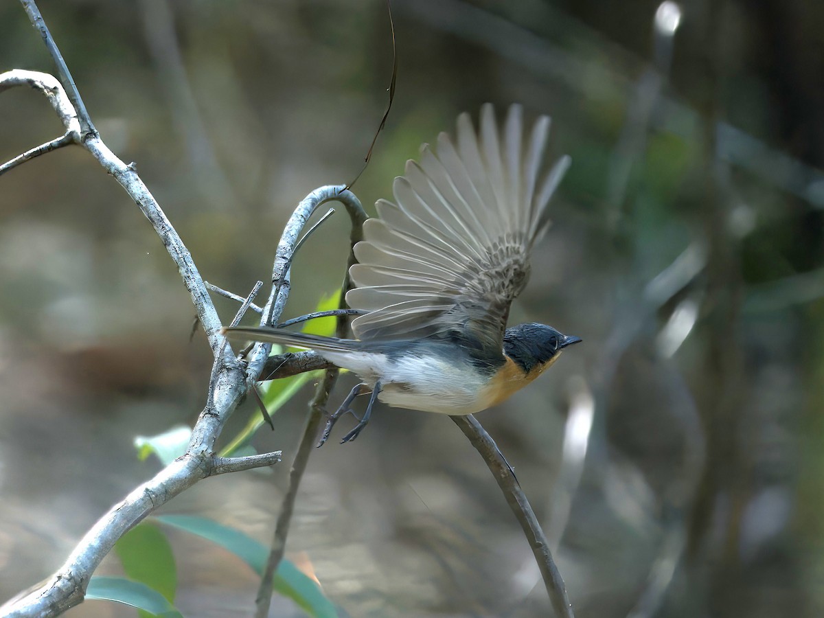 Leaden Flycatcher - ML646727872