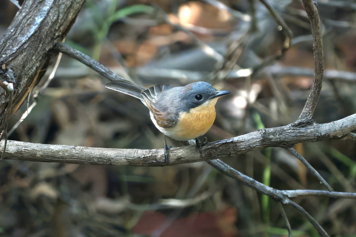 Leaden Flycatcher - ML646727873