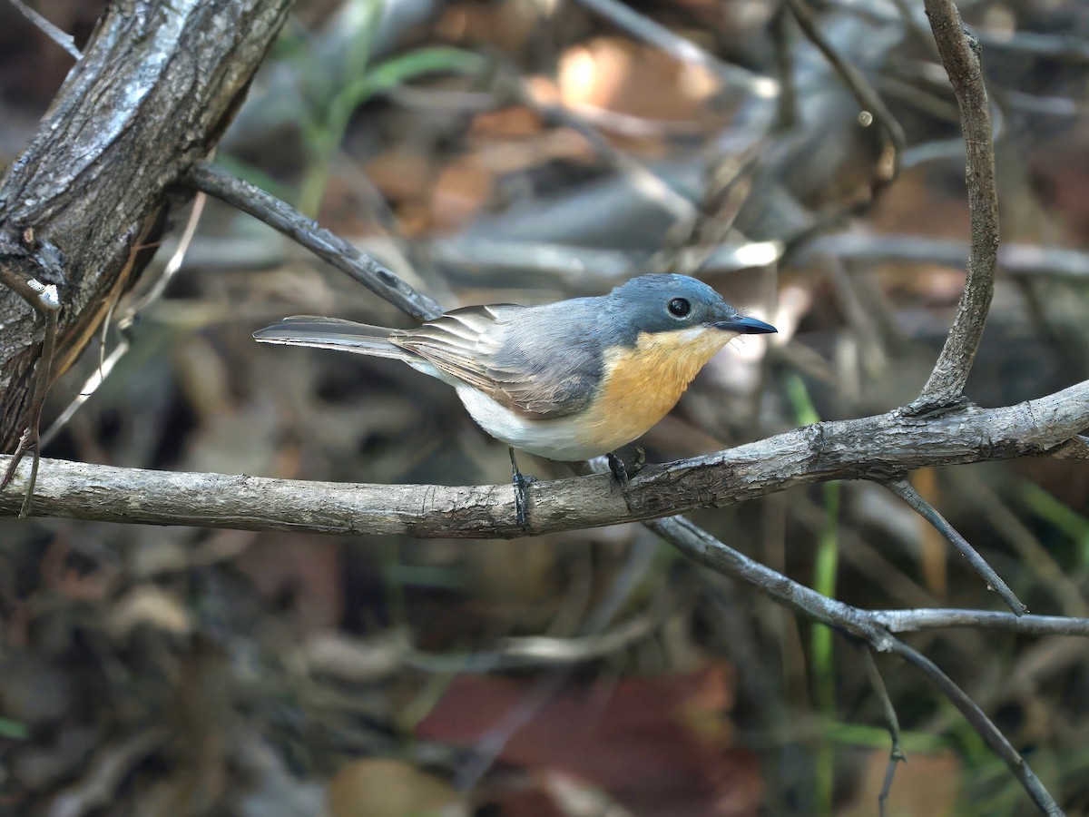Leaden Flycatcher - ML646727874