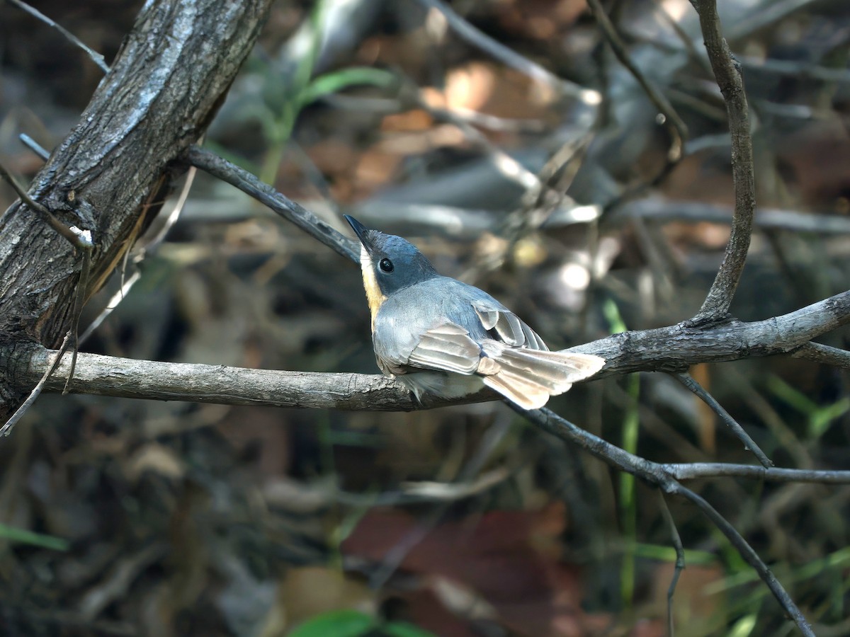 Leaden Flycatcher - ML646727875