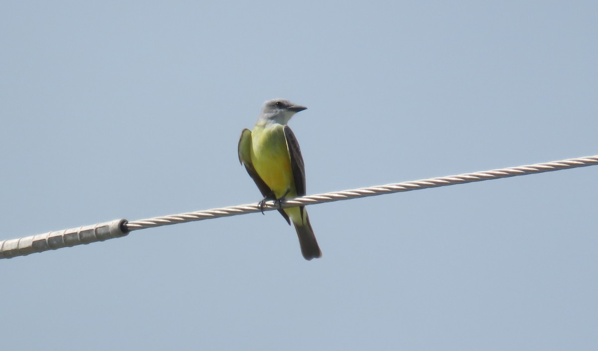 ヒガシオリーブタイランチョウ - ML646727876