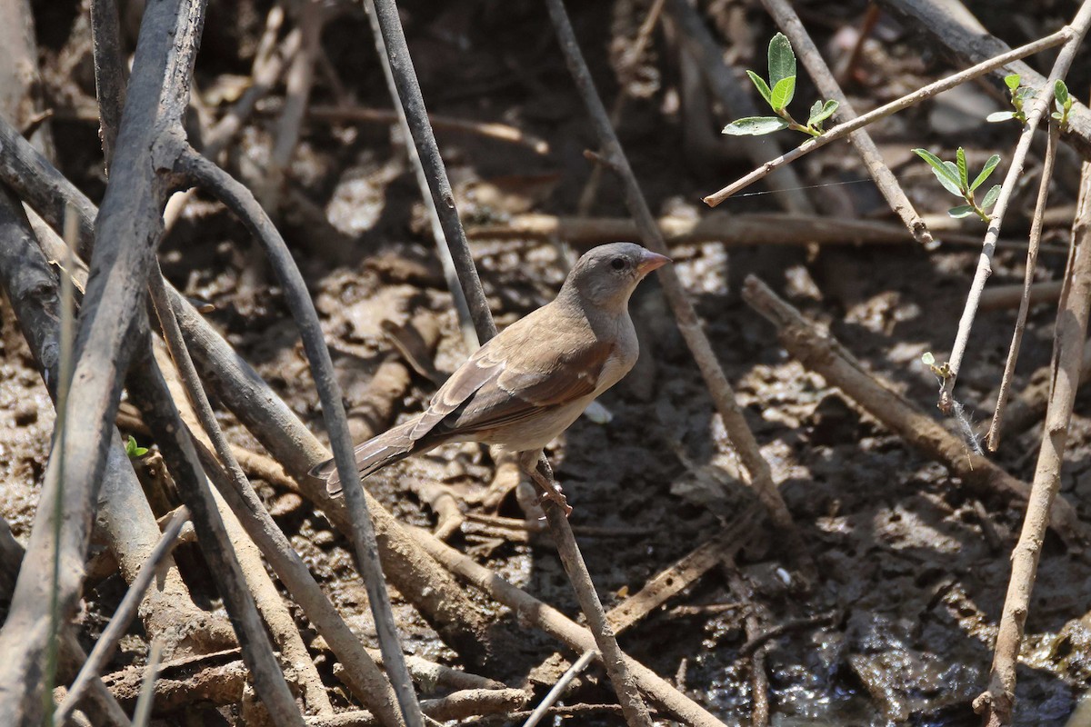Southern Gray-headed Sparrow - ML646727880