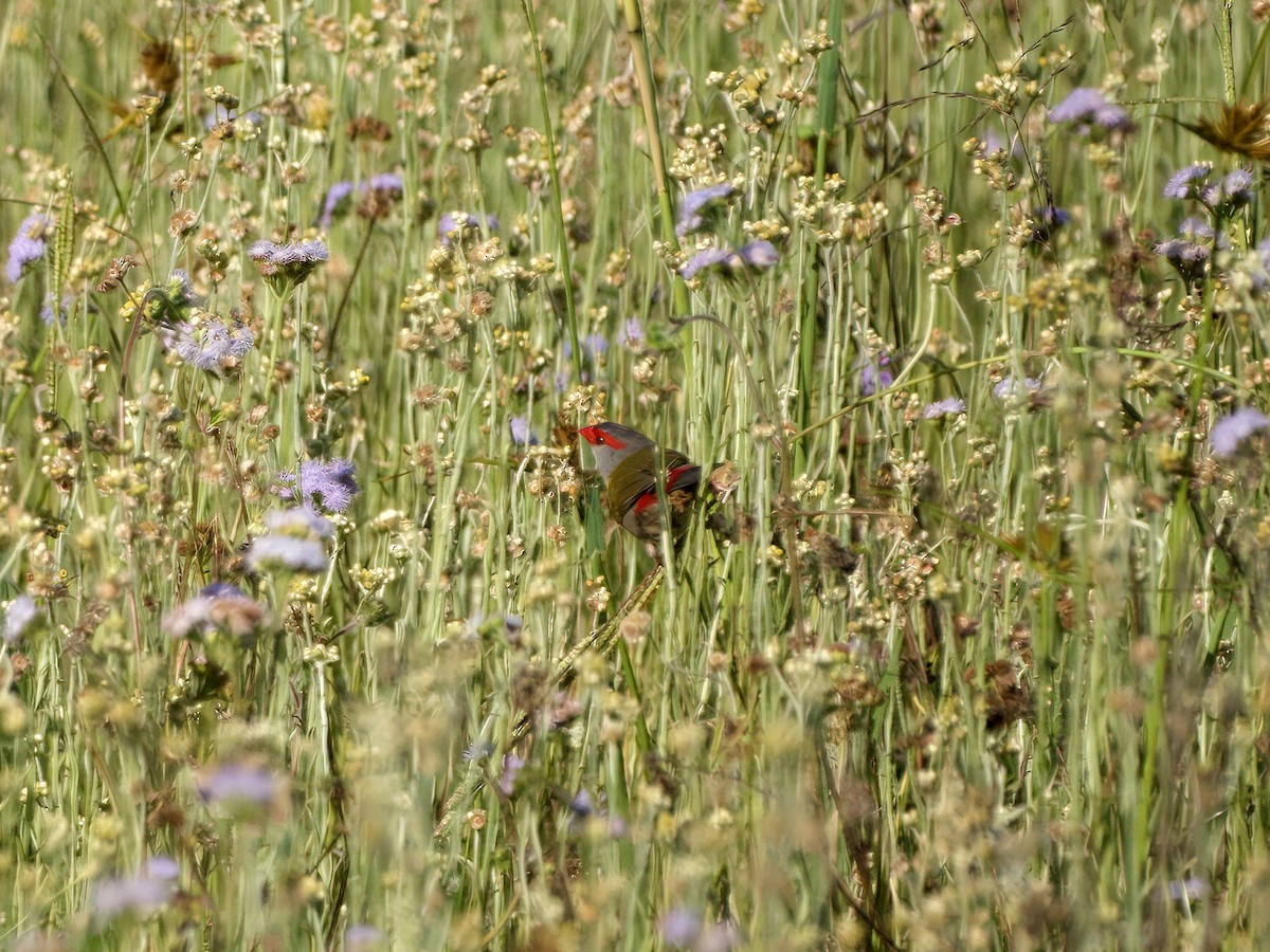 Red-browed Firetail - ML646727881