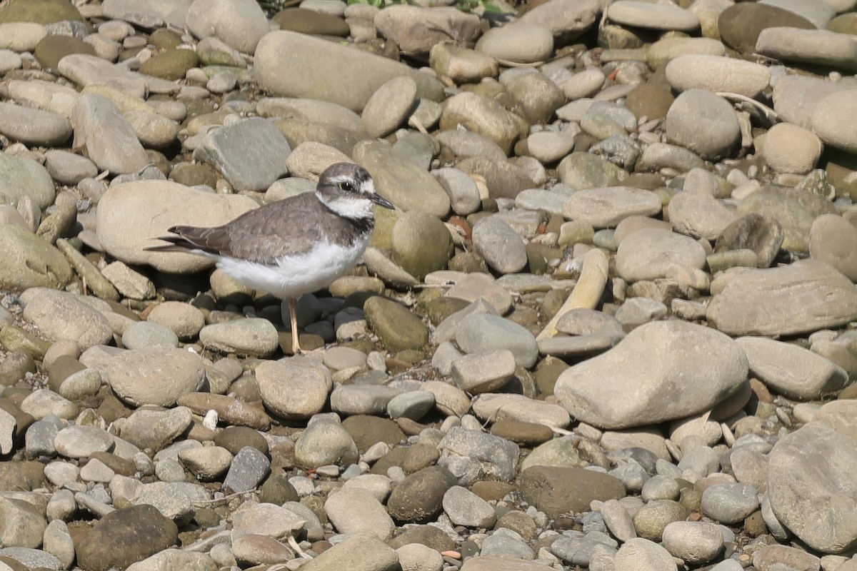 langnebblo - ML646727884