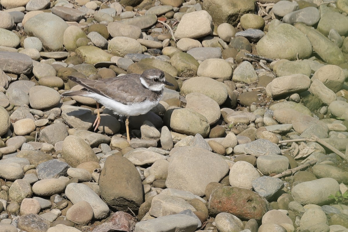 langnebblo - ML646727885