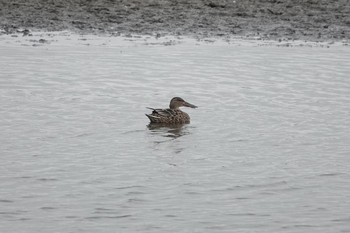 Cuchara Común - ML646727888