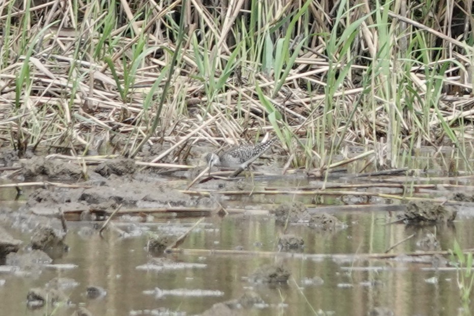 vodouš bahenní - ML646727890