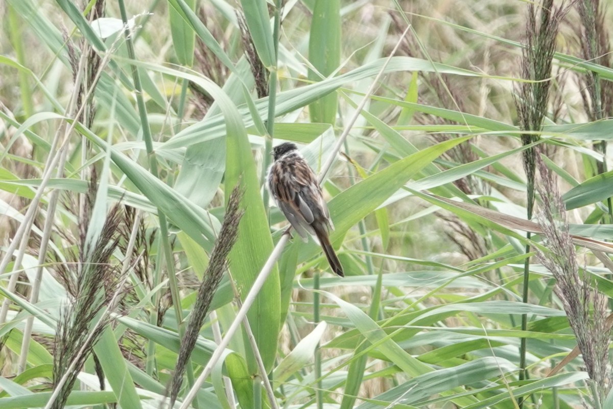 Reed Bunting - ML646727892