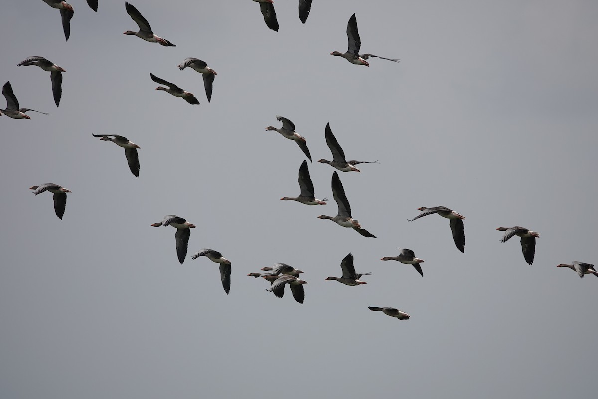 Oie cendrée - ML646727904