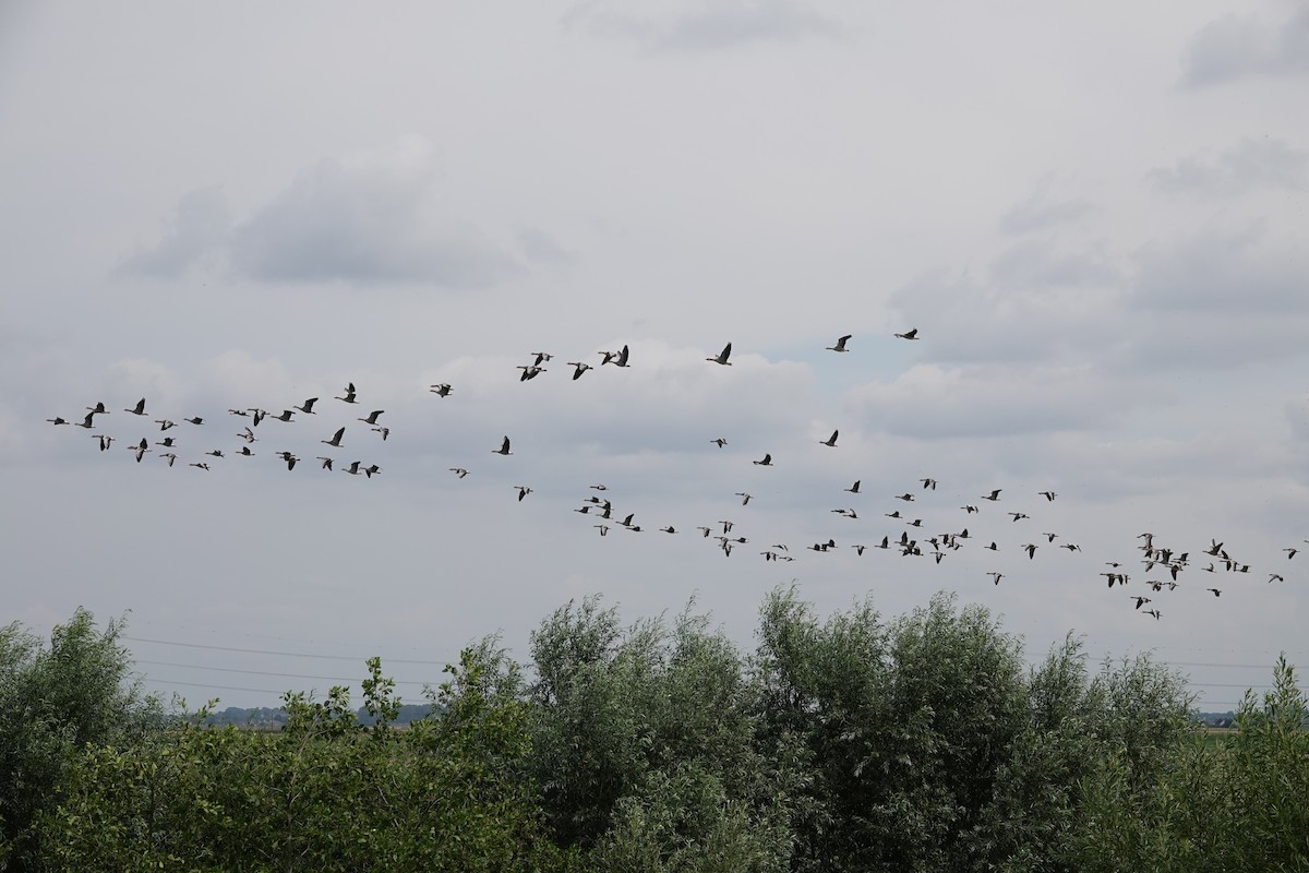 Oie cendrée - ML646727905