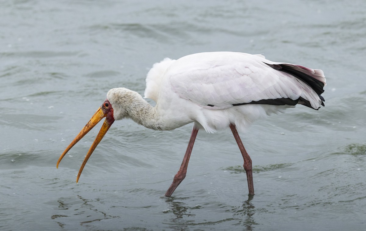 Yellow-billed Stork - ML646727906