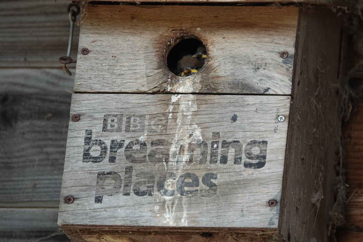 דרור הבית/הרים - ML646727907