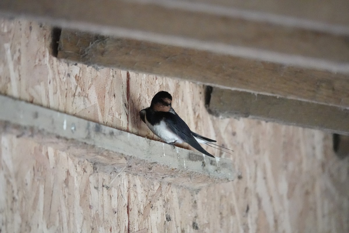 סנונית רפתות - ML646727908