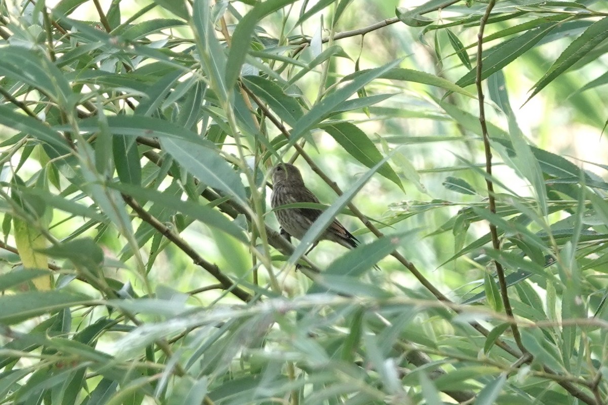 תפוחית מצויה - ML646727912