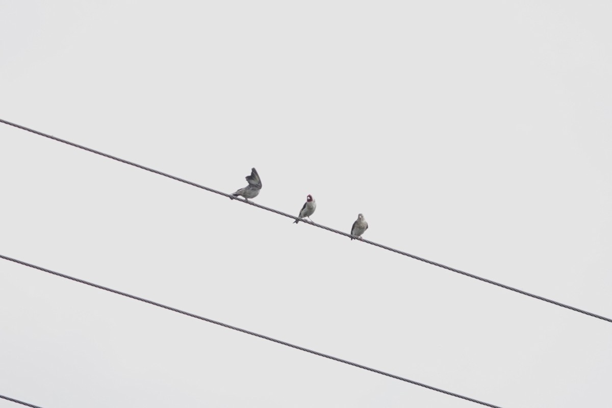 חוחית - ML646727913