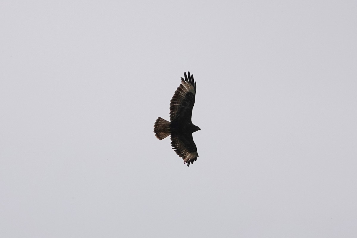 עקב חורף - ML646727914