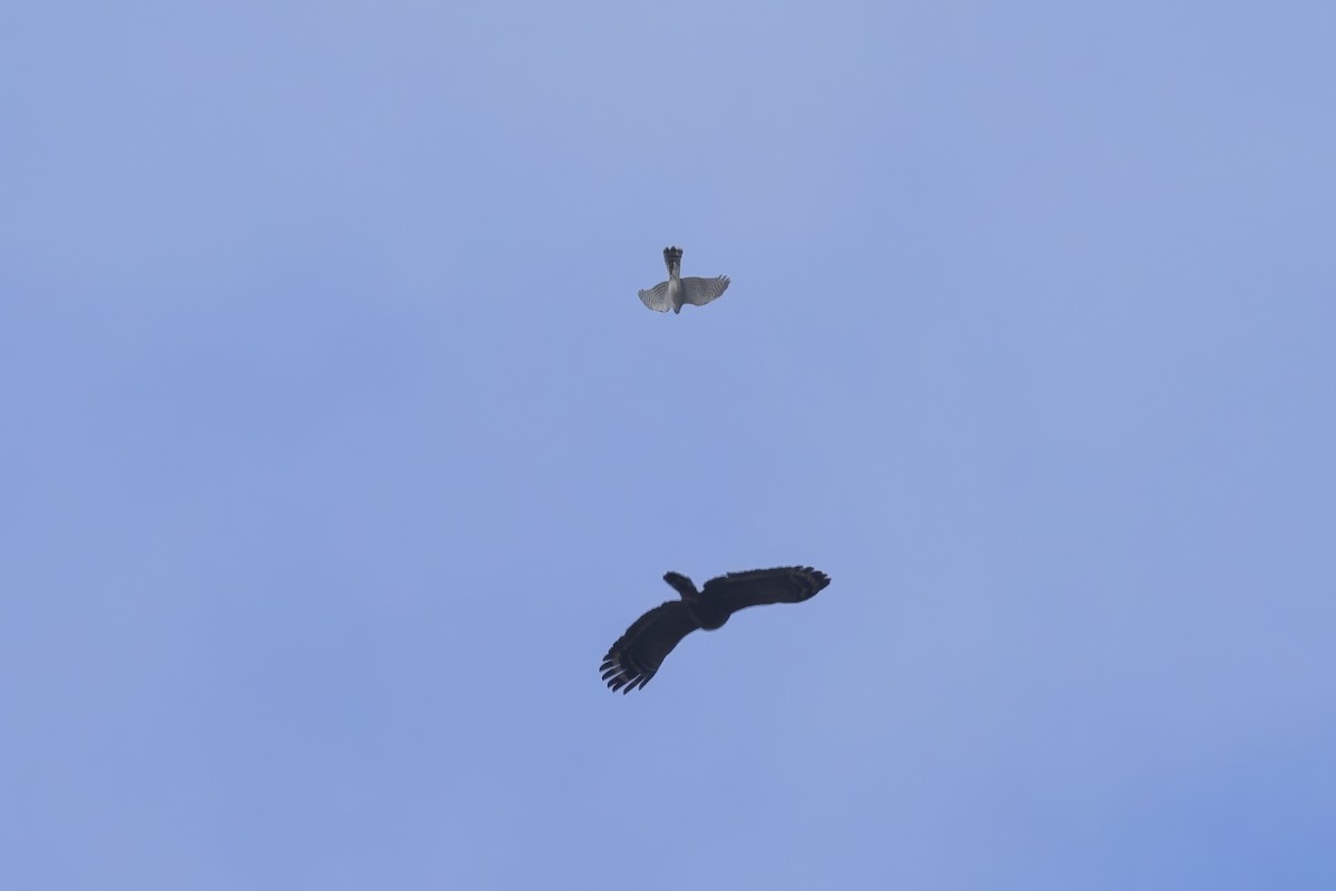 spurvehauk - ML646727915