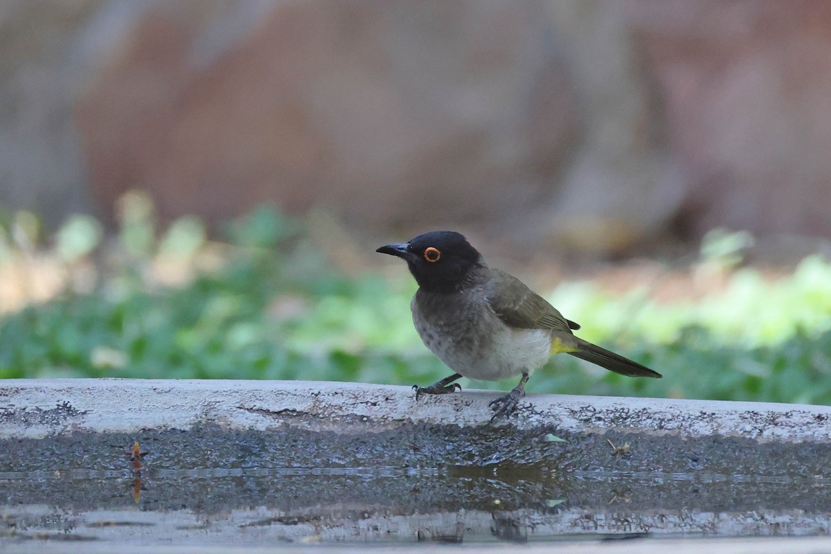 Afrika Arapbülbülü - ML646727916