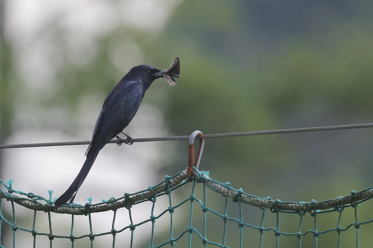 drongo černý - ML646727926